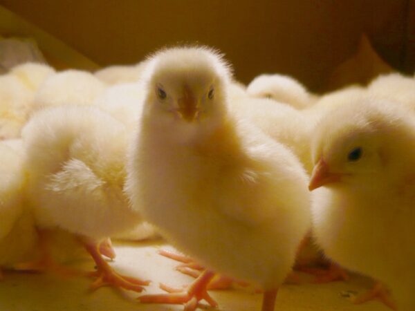 0c311e8c4fd8e0b5795c71c04fedc06a