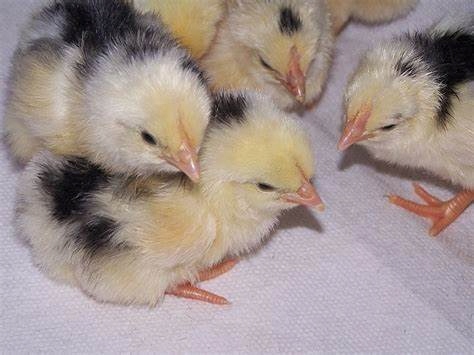 3ce80f2cd54cdf7a0cc6047fba5483c8