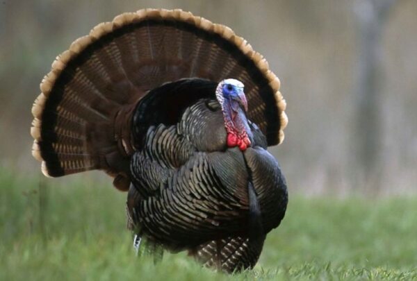 fa2c4f66fd3a3780ca29e624c0331e1c