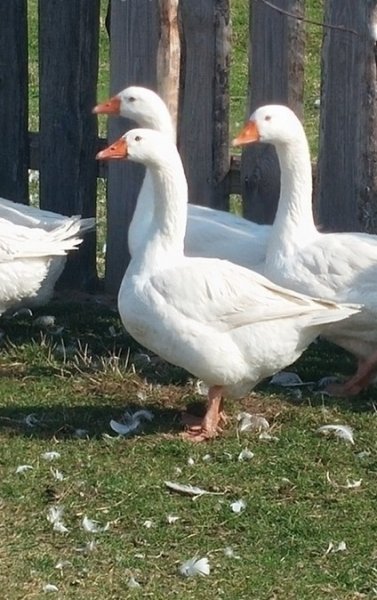 bd0564b76d640eee64235ae9199abded