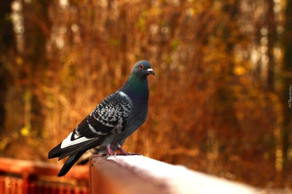 779347fdf23869dc362bf5b3764b75f3