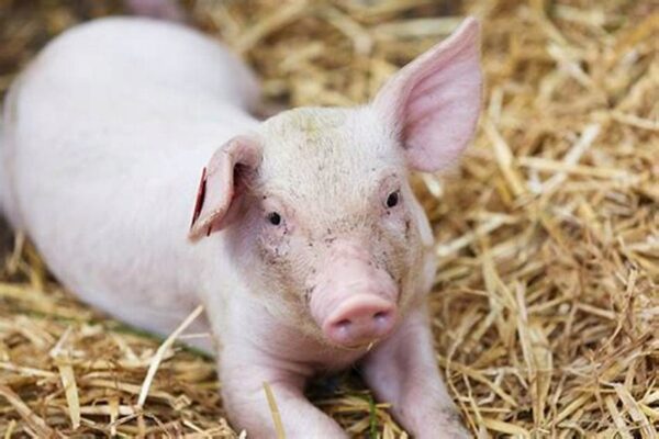 2de22efe74e2a3e0f38403a1baa946dc.jpg a259bbceddc766fbcf049ea108734b60