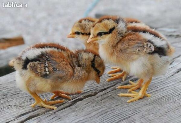 f1ceff8122547b8b2a26562bf4c78be6