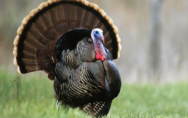 b54dcc0e99fbfa6fc2f0a954ff138cfc