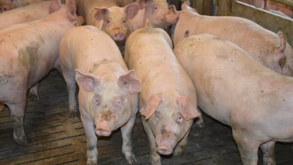 057d8e86b61e25cdad9aab5304f8564c