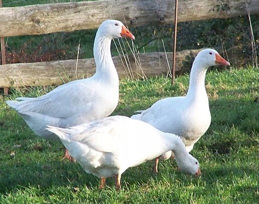 ccd3f26c2eb27c4095916f0663e78414