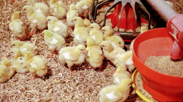 94f6c8e585758bd2ca1916da1101b70e