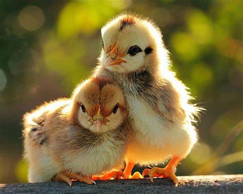 841eef222fba1575e69a4c67796286b8.jpg fa78785502cbc10382e2f7dbb961a688