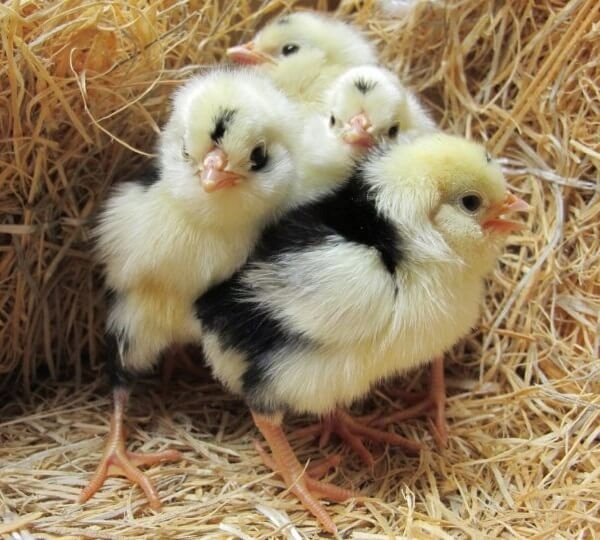 19e54f199f550470d1891bd864e516e1