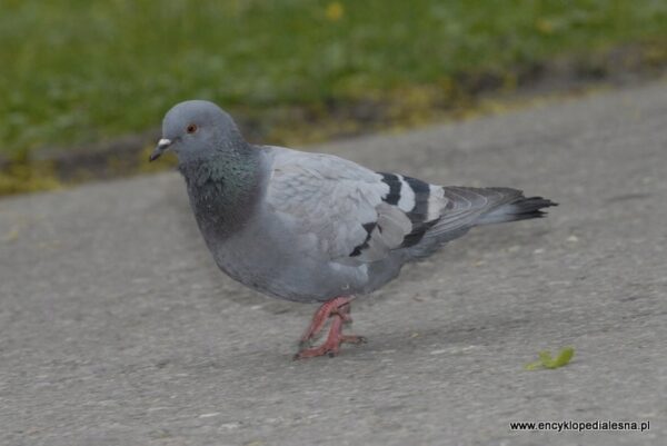 8bdb30d61112cbaf48099d63a5d5b0a8