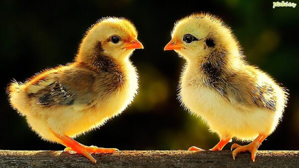 2d96e0295ce8e7a15298de068faf2e2d