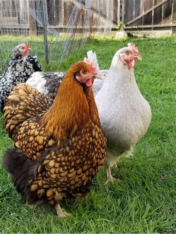 992231beac2f065497bb6c6ad7f2d043.jpg cd5a90f5f4722388b22623ffa4fd3c63