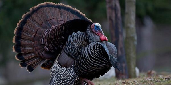 63068db6dbf476aac07ad7fd833bc371