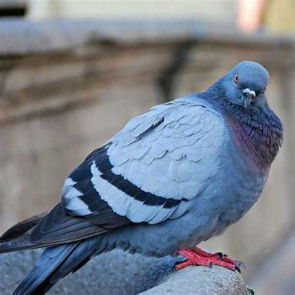 56123ed4c9a18bde7d60164c6cc5a2d6