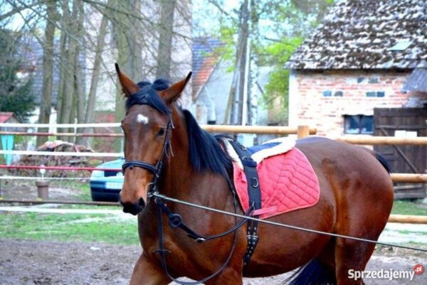 5885e8e3599b3ed1d5bb9b7c80f7d5c1