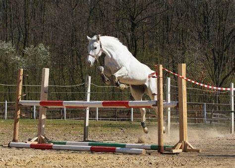 bd98dedd43931ed49a41b9c11ee2c0f6.jpg 446dbcafe75de5f6fed7702053e1f88b