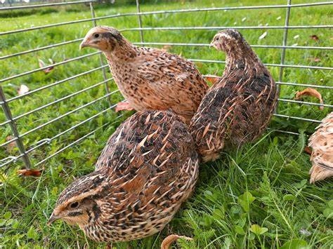 c5ef891bbb1742469275c50d4fd7a8e6-1.jpg bf9d199e8cb25eed975db8207dd4cbb5