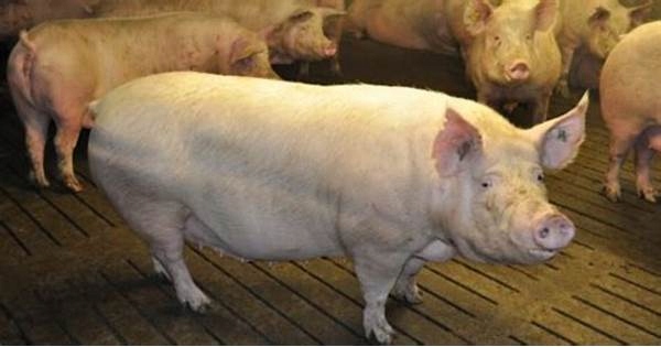 dde045888bbaf4ec92392b43dc15e9fa