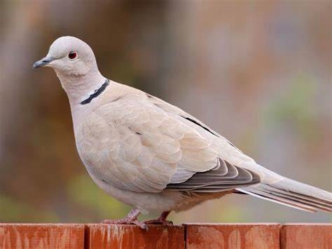 0a7cebf9642f35dfa7746b642441878c