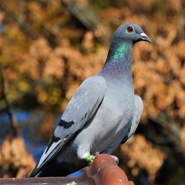 c619c8295c6c13fadda24c06d794dad0