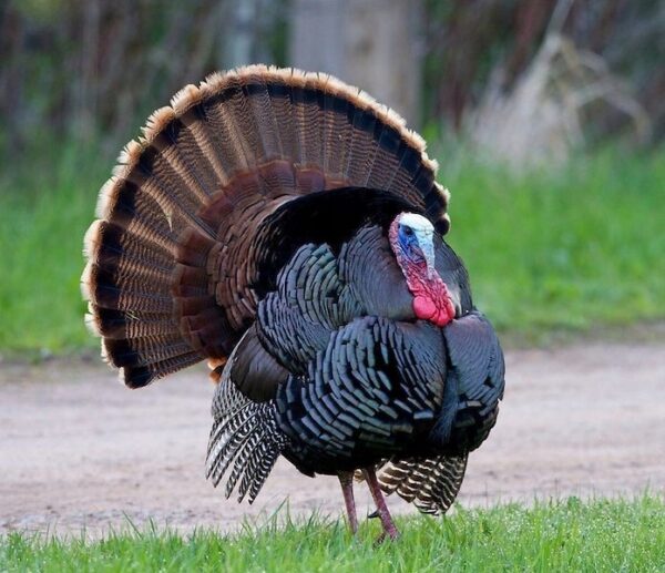 a69e9998d600f91543d1bf9a6ab3465d