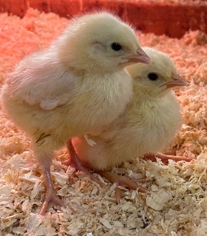 48262f0a014ddd4d4630a3fcb222292d