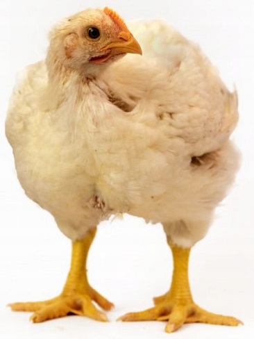 87cc26f23ed99832ce929f092acb0554