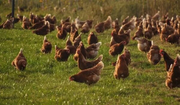 879f3093c3fa1a88efa36c83b708dc38