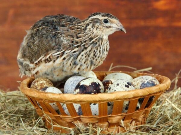 ac1af3c19bb2d9526335a9d7e1cd3e8d.jpg 56391b5067559a420ecd78e77e00d7a1